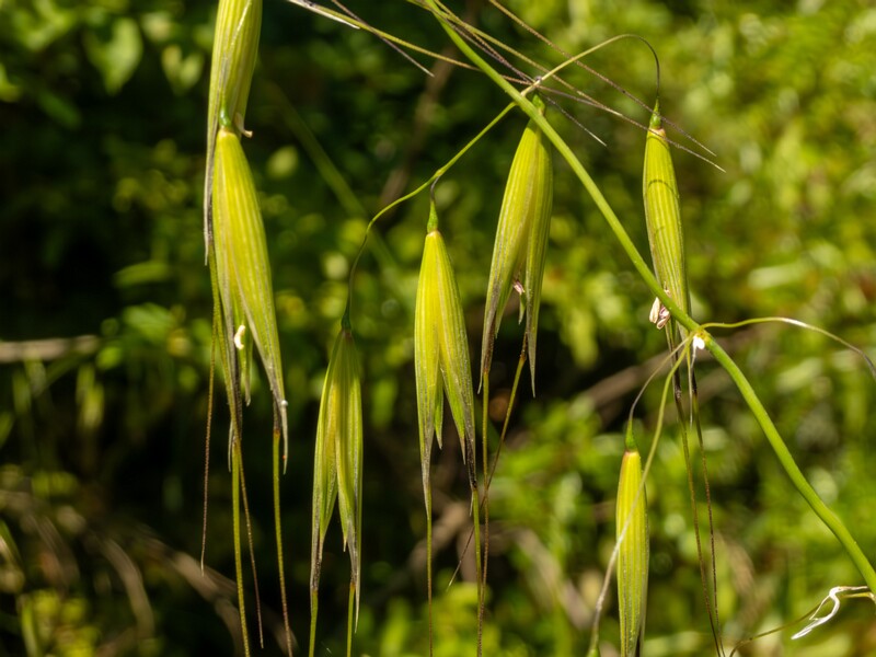 Avena sterilis  2025-05-15 1-5