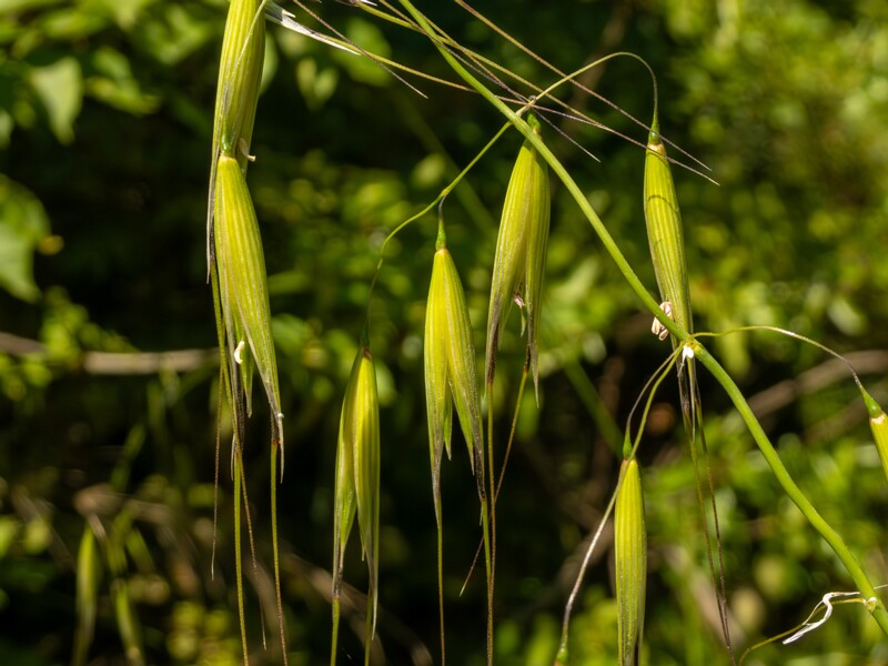 Avena sterilis  2025-05-15 1-7