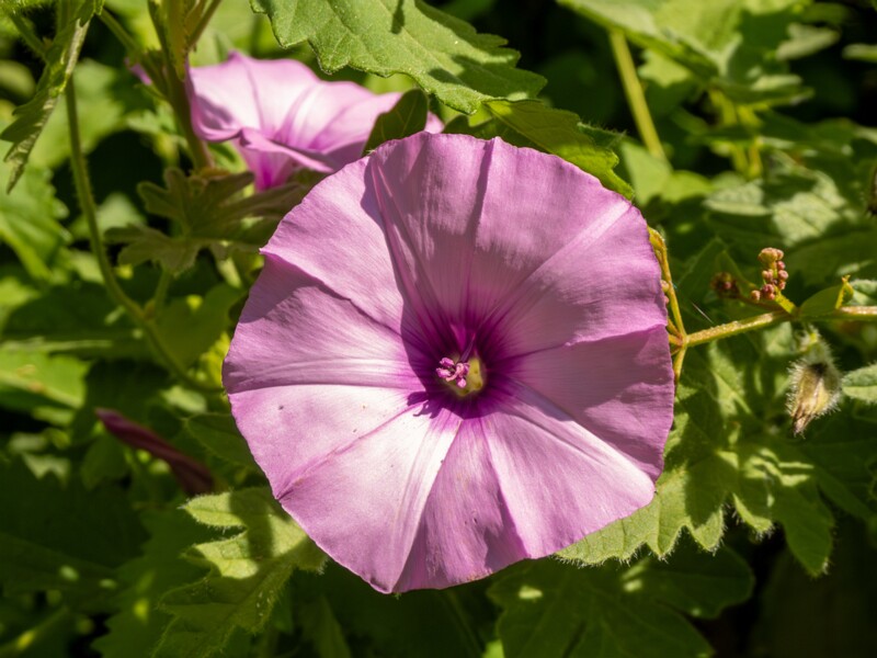 Convolvulus althaeoides  2025-05-13 1-2
