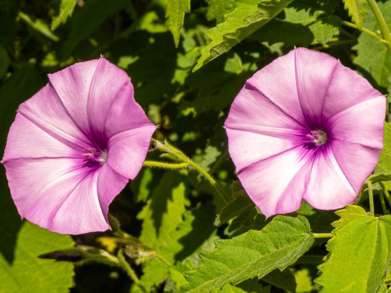Convolvulus althaeoides  2025-05-13 1-3
