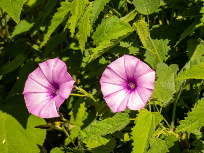 Convolvulus althaeoides  2025-05-13 1-4