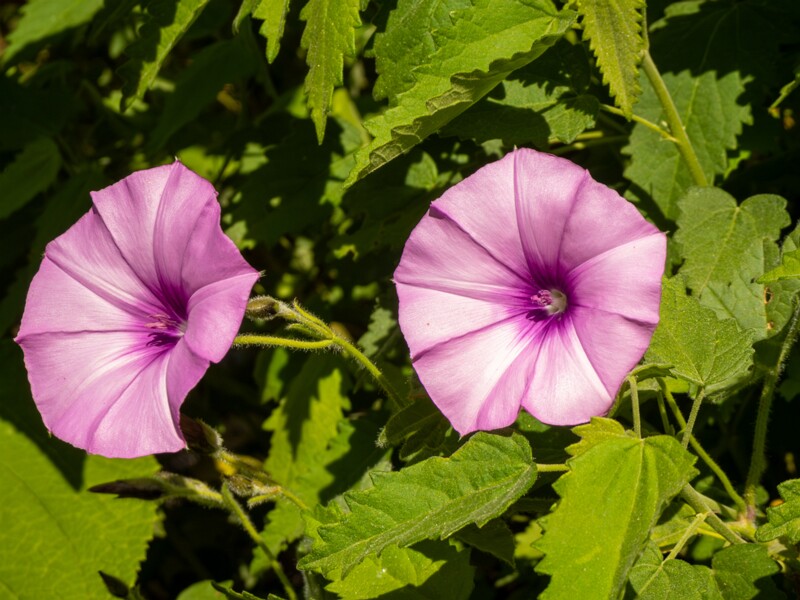 Convolvulus althaeoides  2025-05-13 1-5