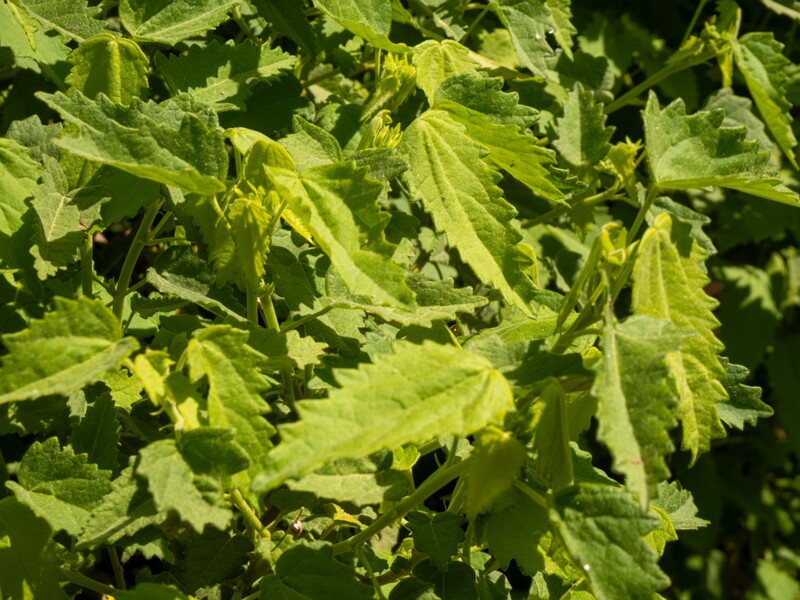 Convolvulus althaeoides  2025-05-13 1-7