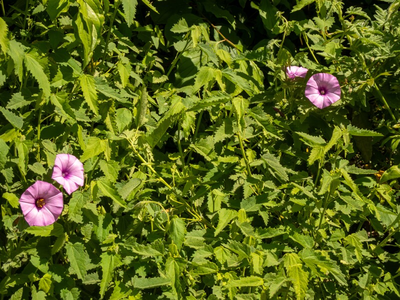 Convolvulus althaeoides  2025-05-13 1-9