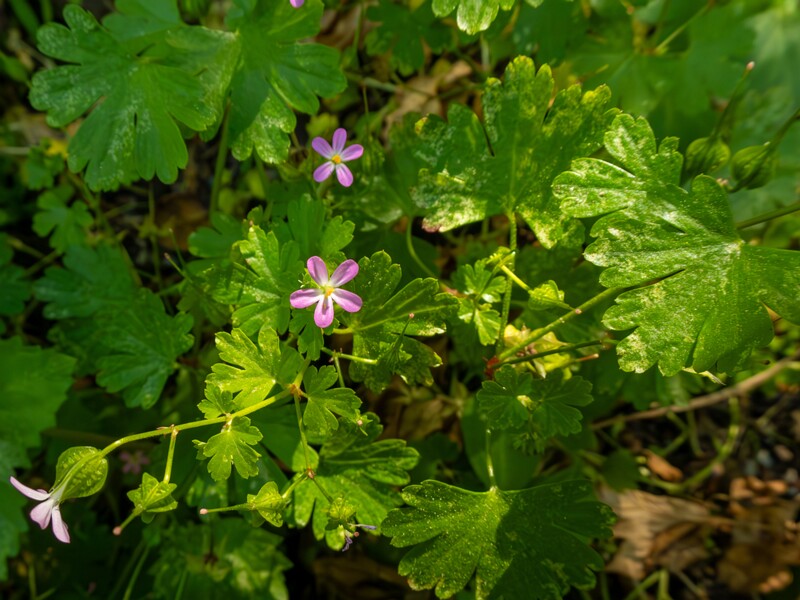 Geranium lucidum  2025-05-15 1-1