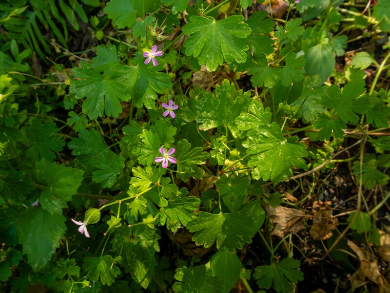 Geranium lucidum  2025-05-15 1-2