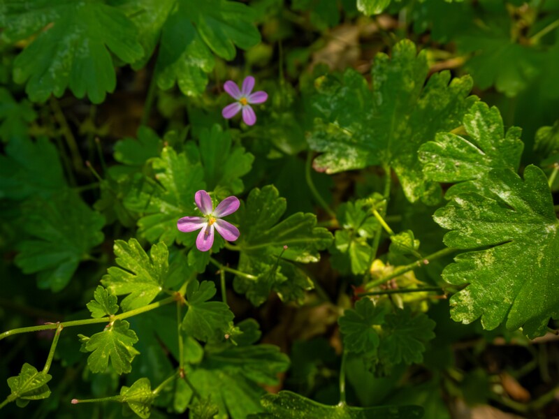 Geranium lucidum  2025-05-15 1-3