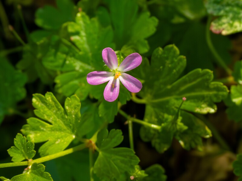 Geranium lucidum  2025-05-15 1-4