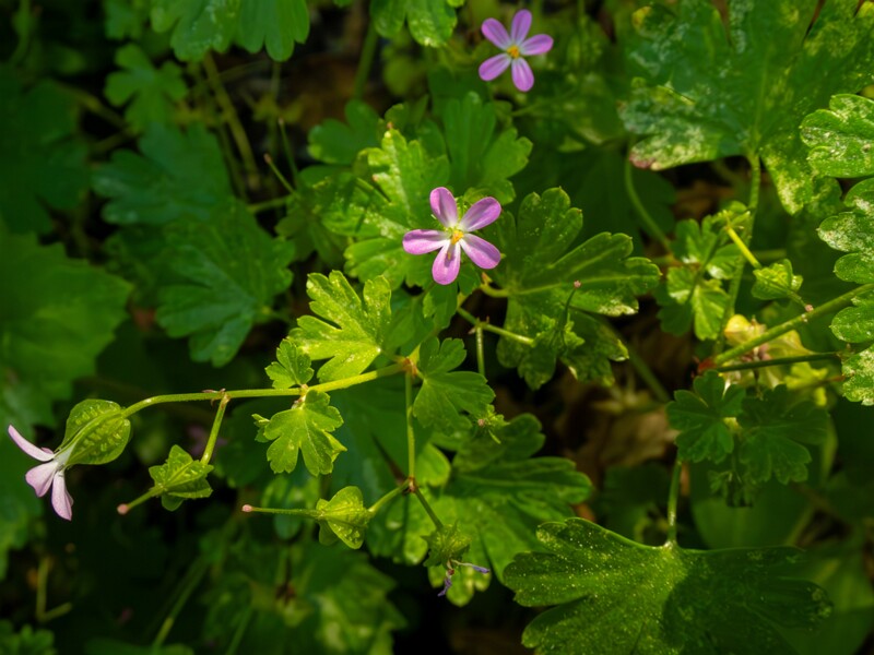 Geranium lucidum  2025-05-15 1-5