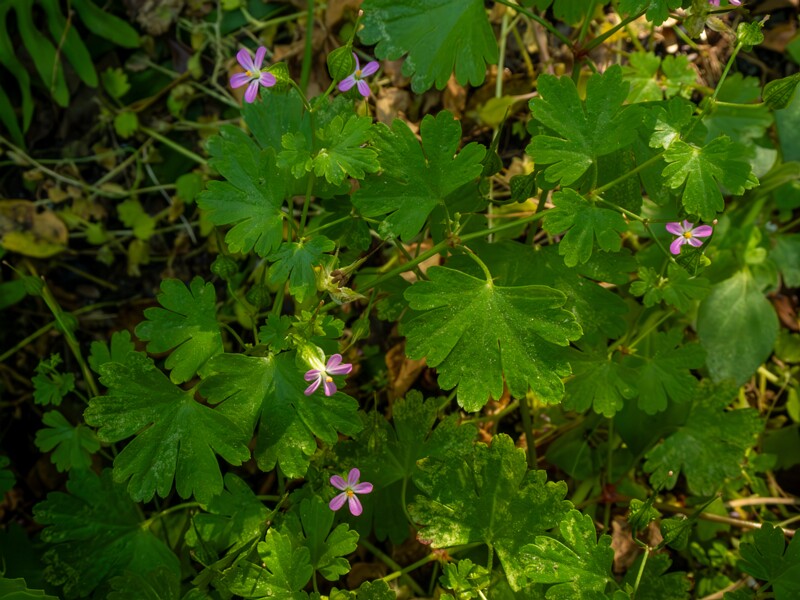 Geranium lucidum  2025-05-15 1-6