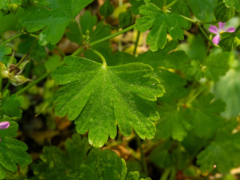 Geranium lucidum  2025-05-15 1-7