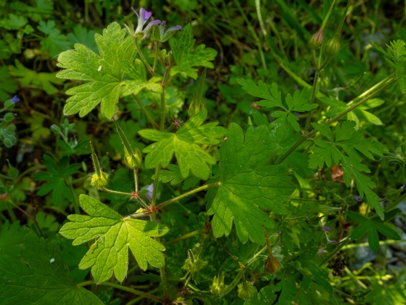 Geranium lucidum  2025-05-15 1-9