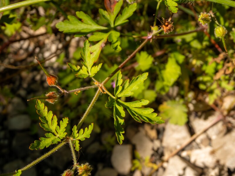 Geranium purpureum  2025-05-15 1-2