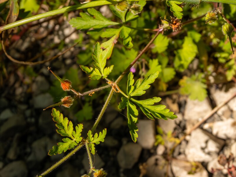 Geranium purpureum  2025-05-15 1-3