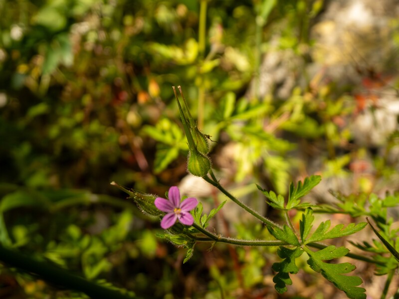 Geranium purpureum  2025-05-15 1-4