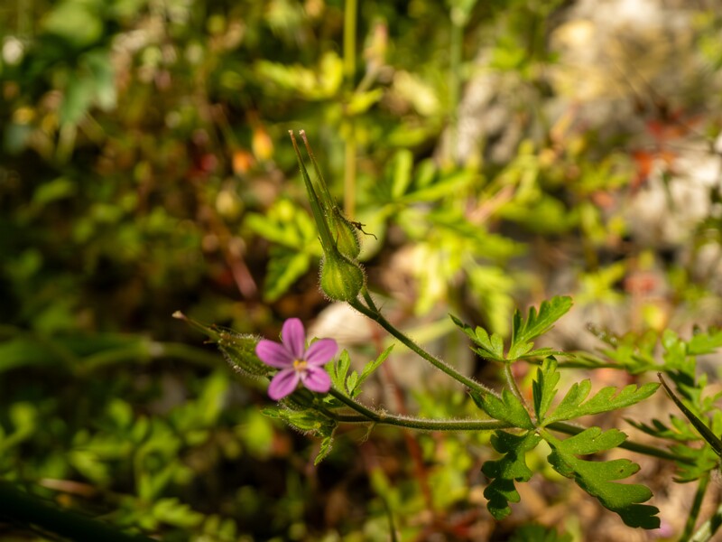 Geranium purpureum  2025-05-15 1-5