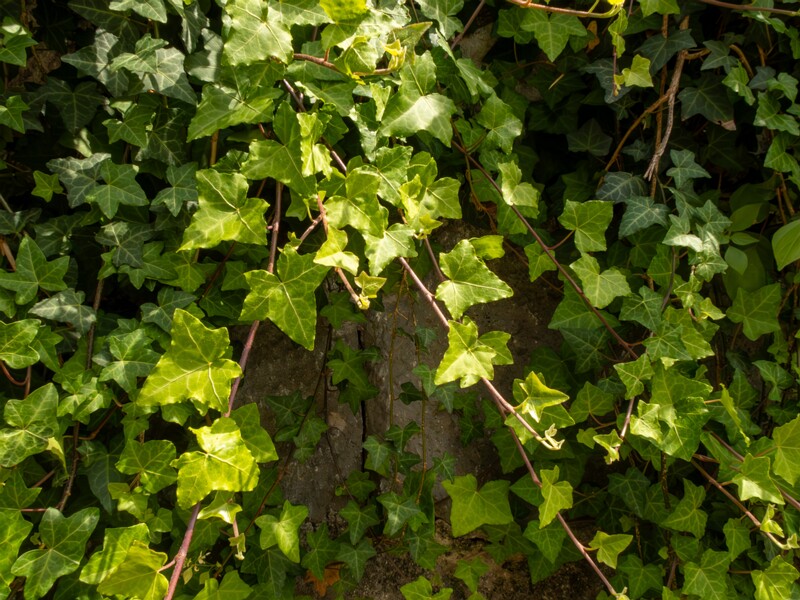 Hedera helix  2025-05-11 1-1