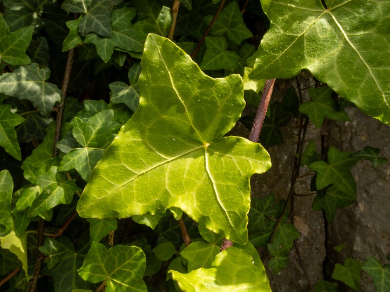 Hedera helix  2025-05-11 1-2