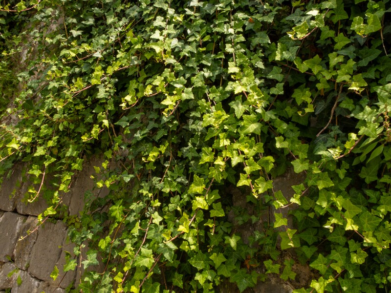 Hedera helix  2025-05-11 1-3