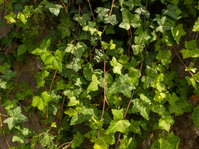 Hedera helix  2025-05-11 1-5