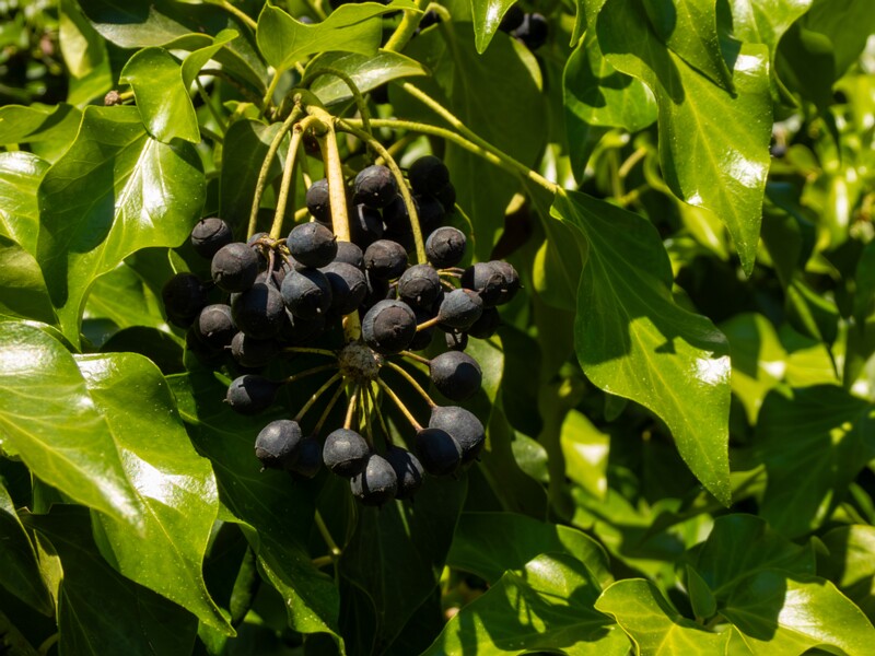 Hedera helix  2025-05-15 2-1