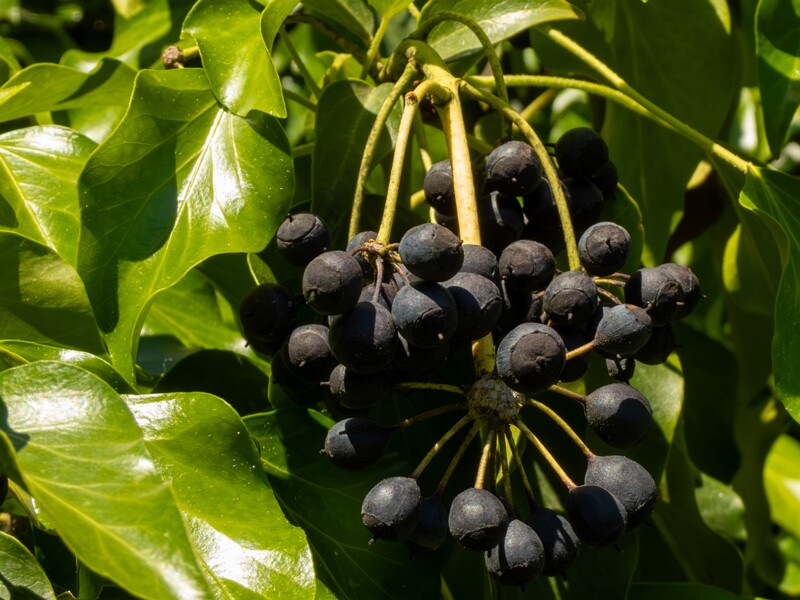 Hedera helix  2025-05-15 2-2