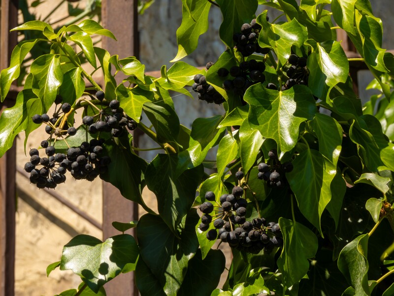 Hedera helix  2025-05-15 2-3