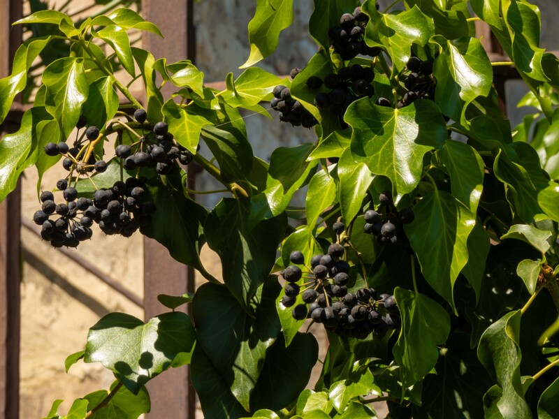 Hedera helix  2025-05-15 2-4