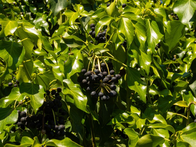 Hedera helix  2025-05-15 2-5