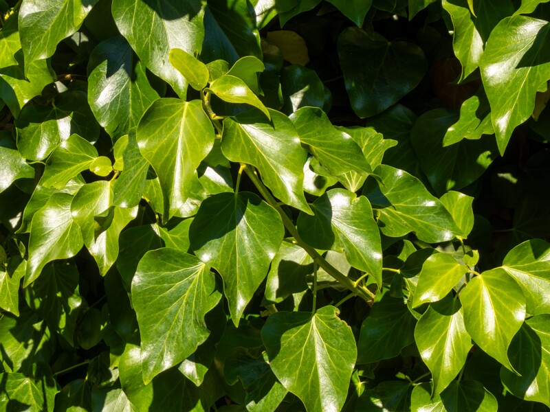 Hedera helix  2025-05-15 2-6
