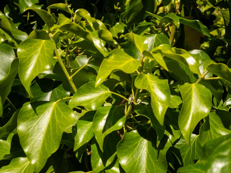 Hedera helix  2025-05-15 2-7