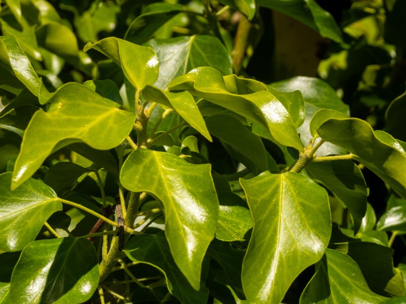 Hedera helix  2025-05-15 2-8