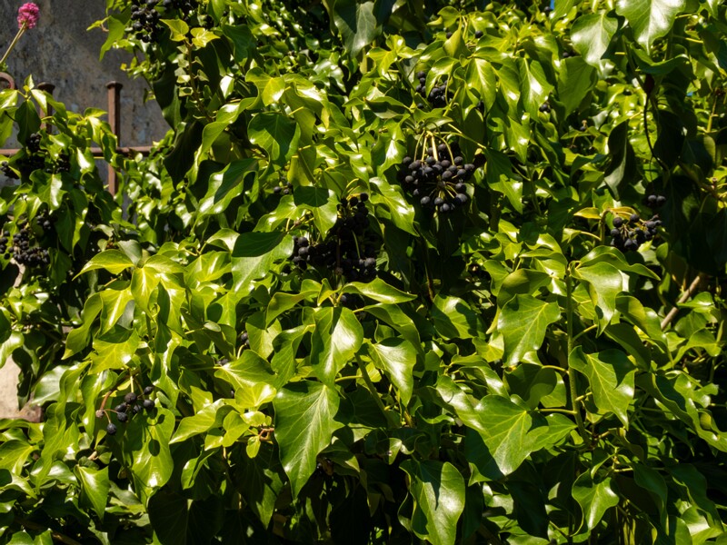 Hedera helix  2025-05-15 2-9