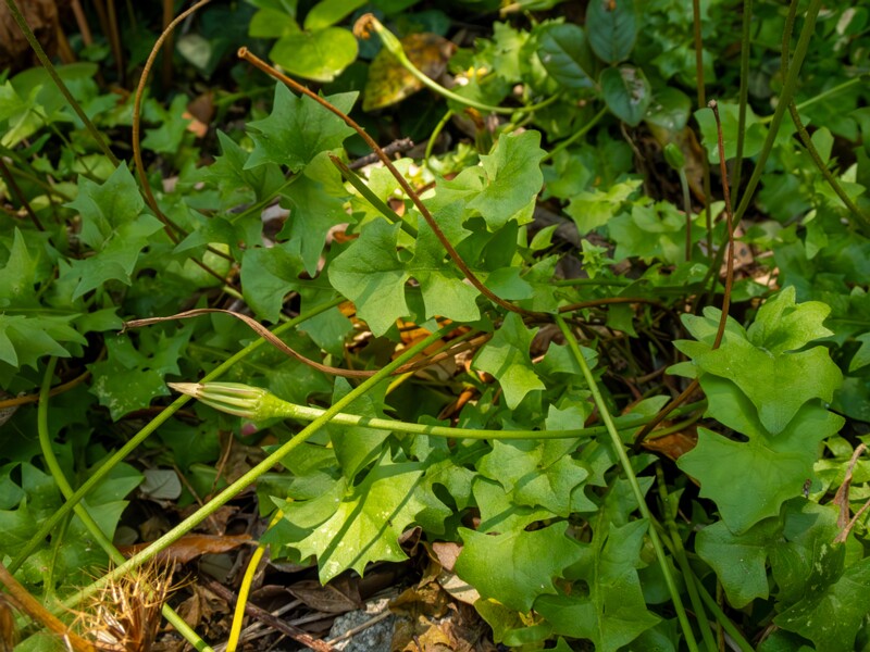 Hyoseris radiata  2025-05-14 1-10