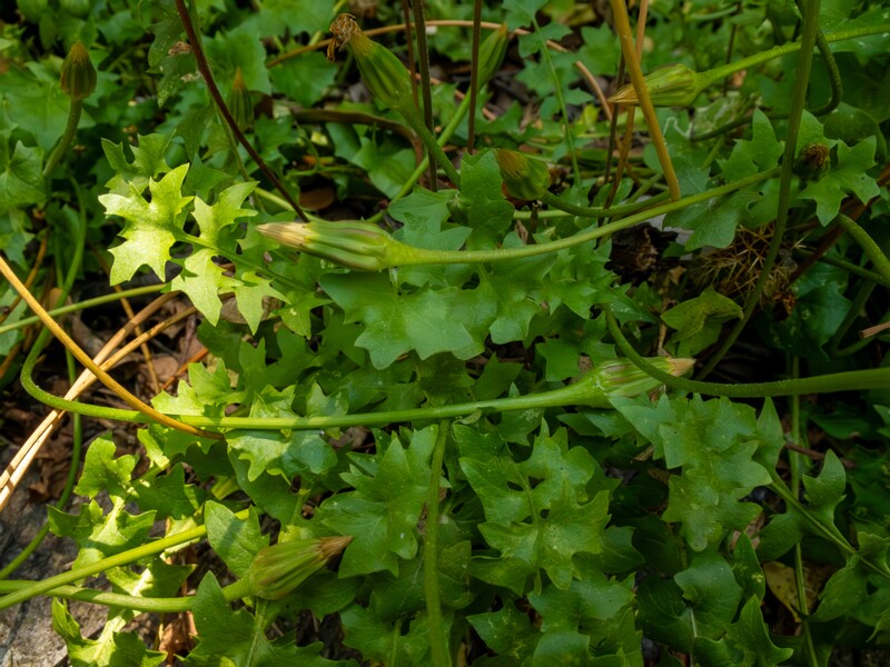 Hyoseris radiata  2025-05-14 1-11