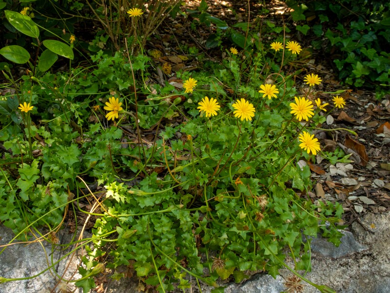 Hyoseris radiata  2025-05-14 1-12