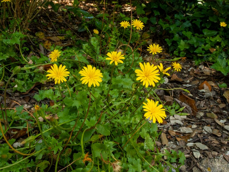 Hyoseris radiata  2025-05-14 1-14