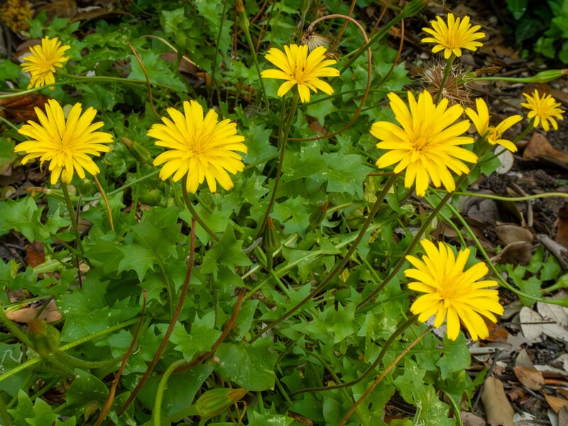 Hyoseris radiata  2025-05-14 1-15