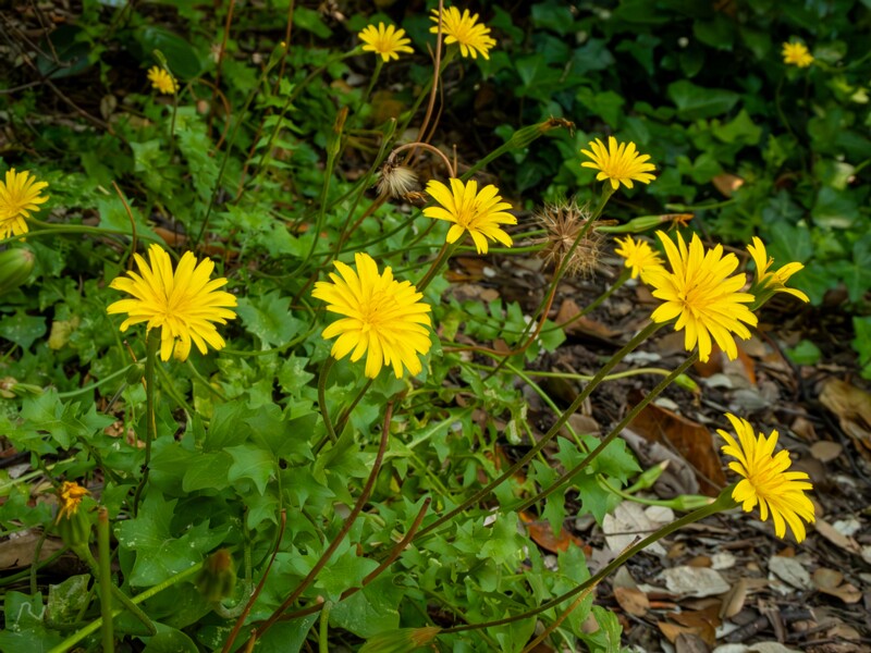Hyoseris radiata  2025-05-14 1-3