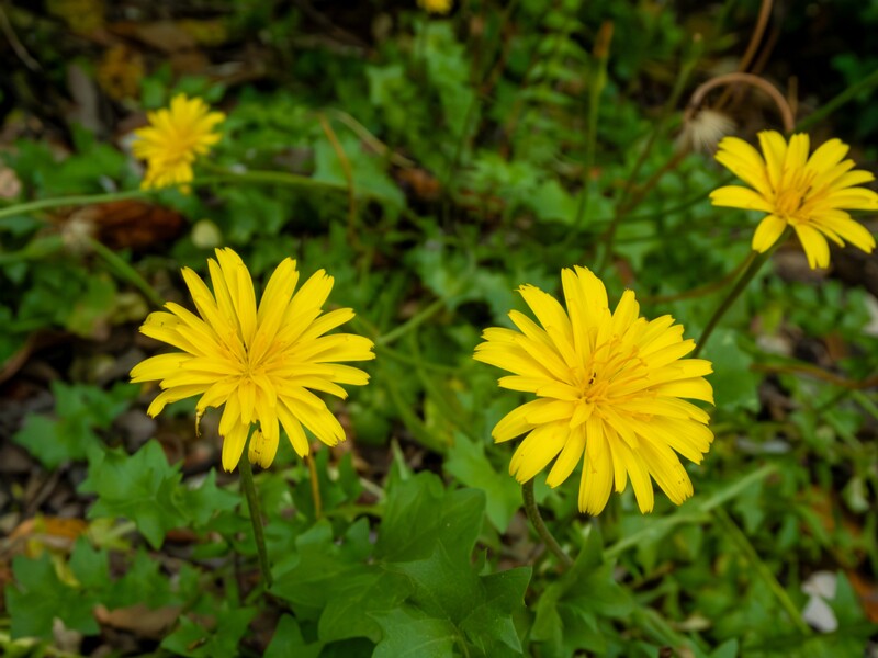 Hyoseris radiata  2025-05-14 1-4
