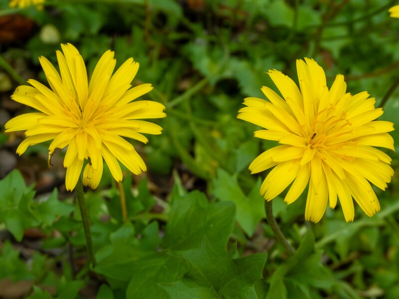 Hyoseris radiata  2025-05-14 1-5
