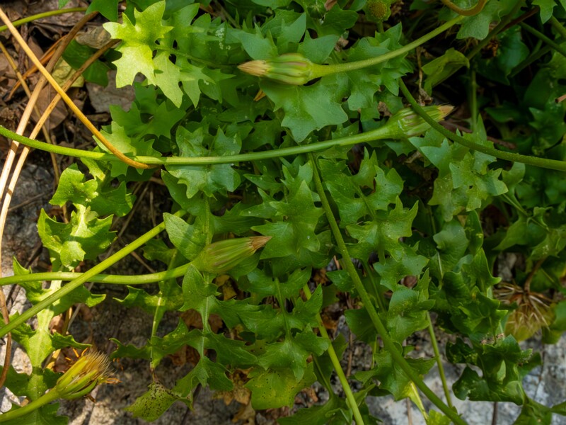 Hyoseris radiata  2025-05-14 1-7