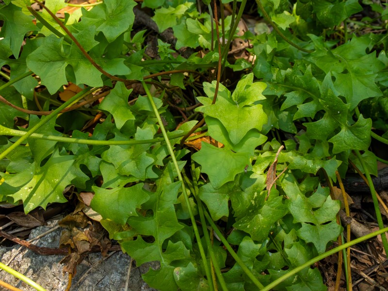 Hyoseris radiata  2025-05-14 1-8