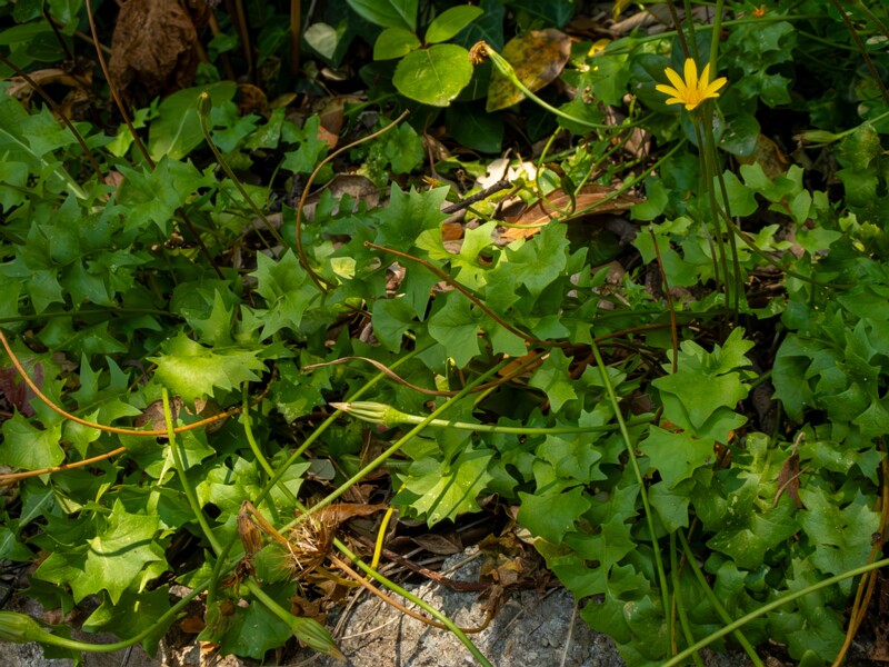 Hyoseris radiata  2025-05-14 1-9