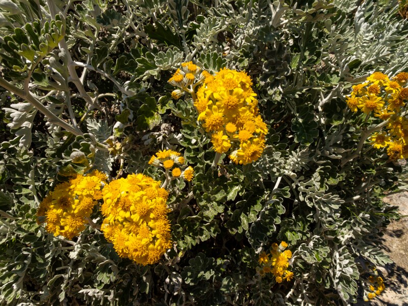 Jacobaea maritima  2025-05-15 1-1