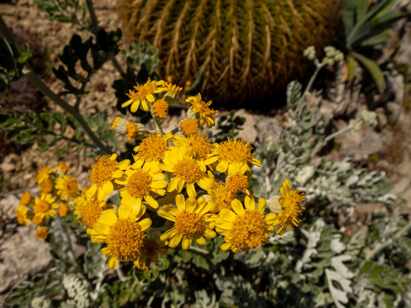 Jacobaea maritima  2025-05-15 1-3