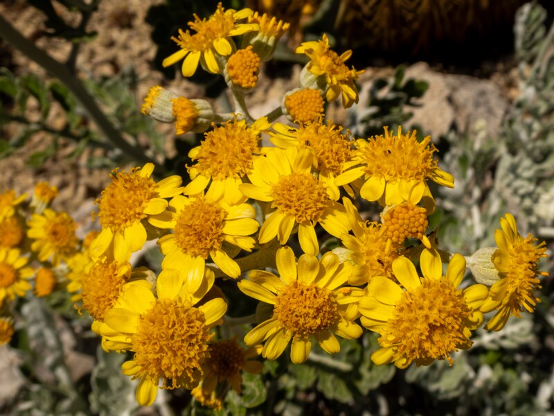 Jacobaea maritima  2025-05-15 1-4