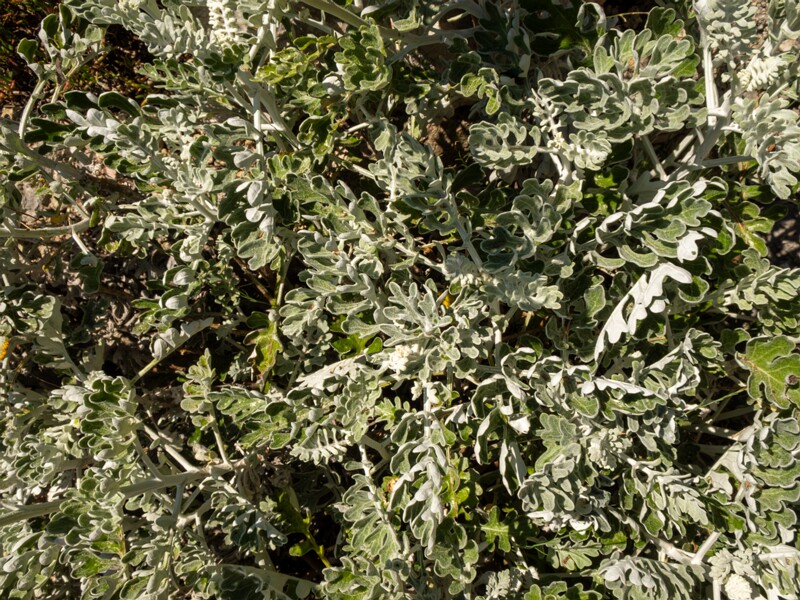 Jacobaea maritima  2025-05-15 1-5