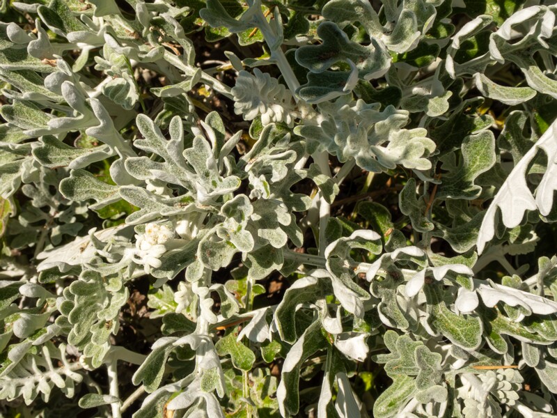 Jacobaea maritima  2025-05-15 1-6