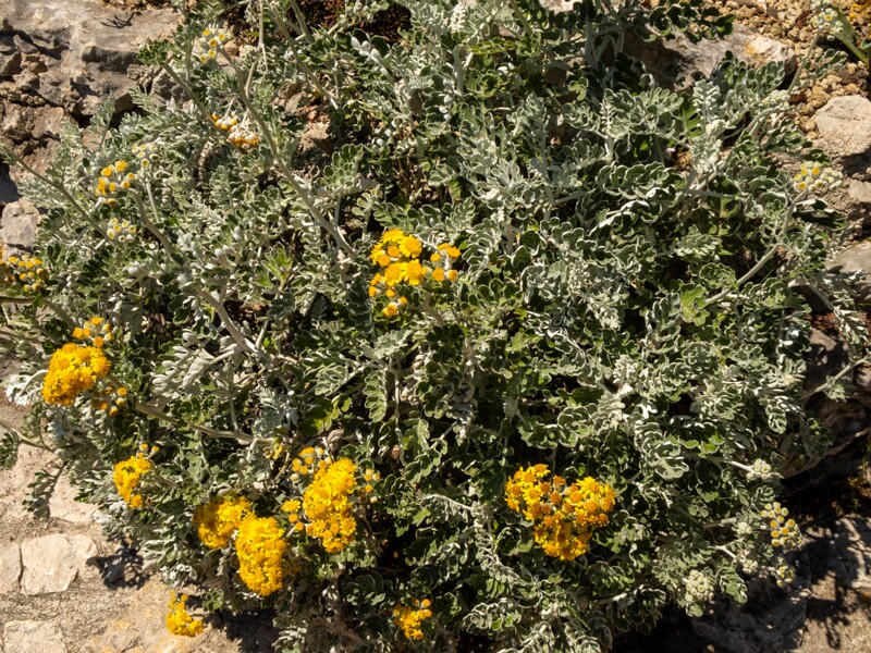 Jacobaea maritima  2025-05-15 1-7